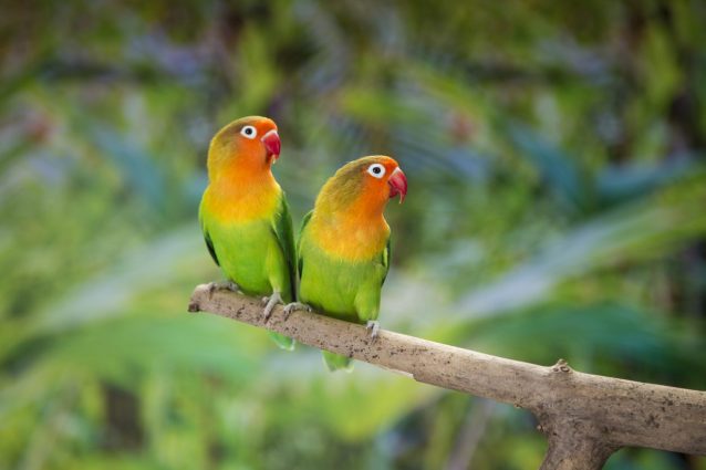 agapornis