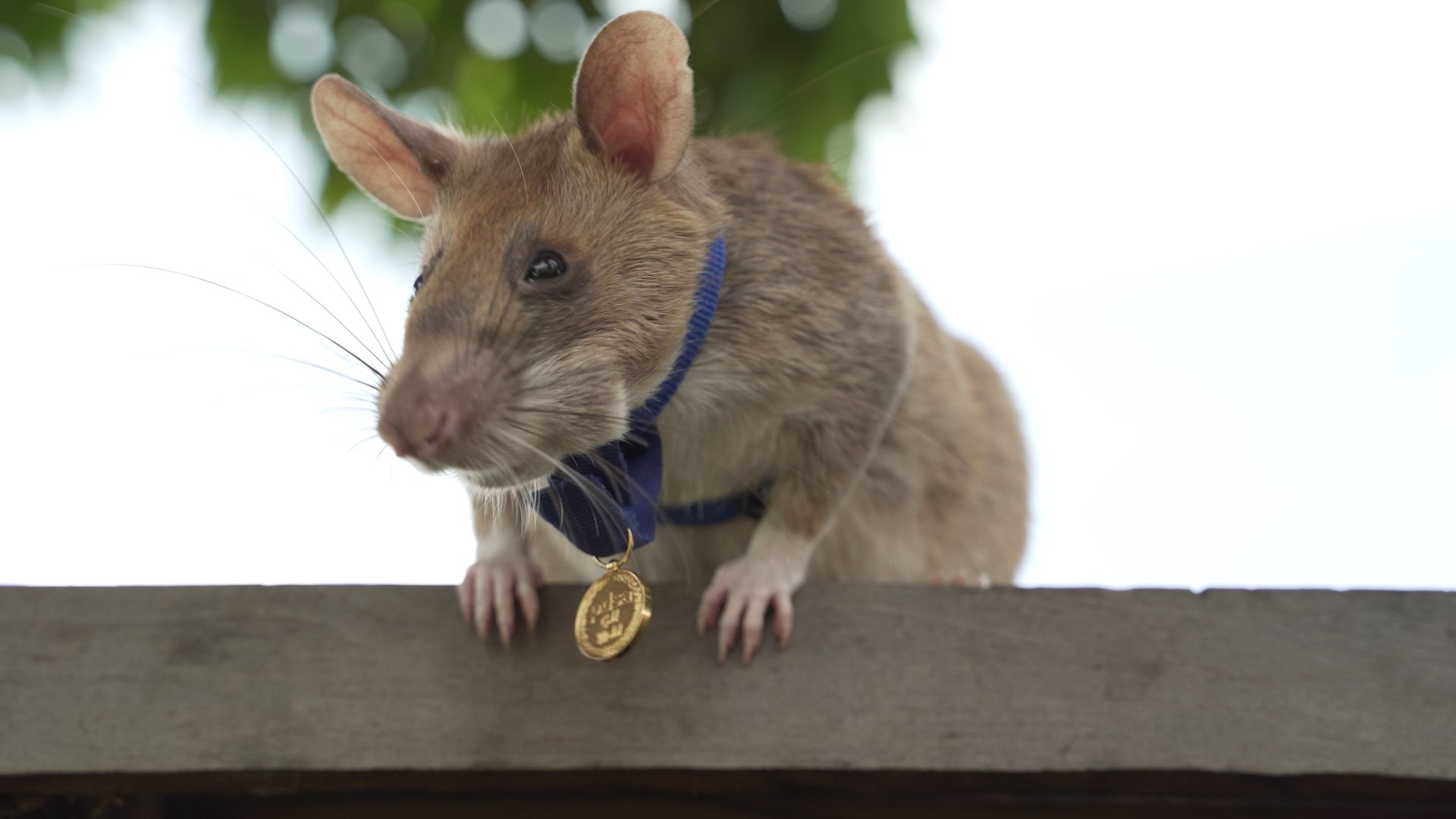 Magawa, il ratto sminatore premiato con la medaglia d’oro (credits:@Apopo)
