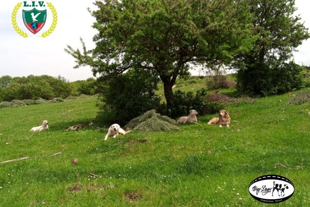 I cani del bosco
