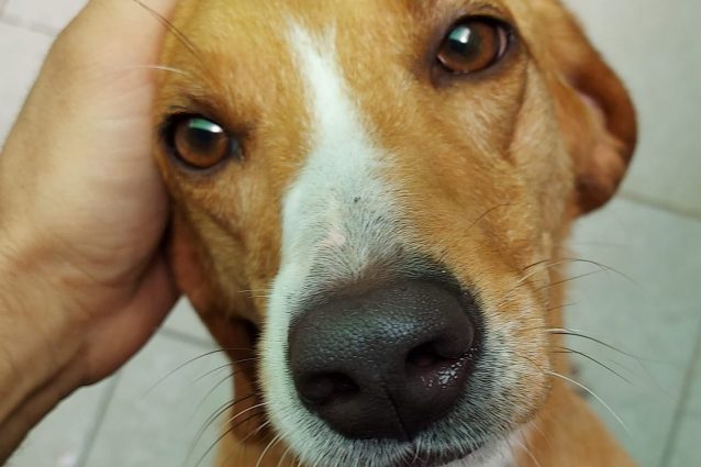 Smilla, il cane che ha ispirato il post dell’autore