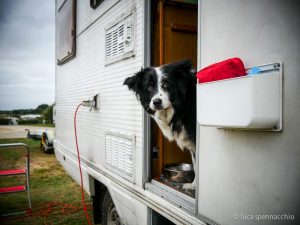 Mallory, border collie, ripresa mentre si affaccia dalla porta del mio “vetusto” camper