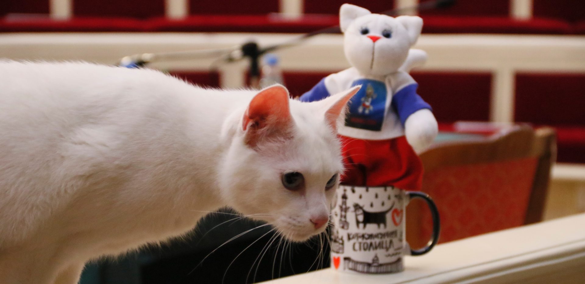 Europei Achille Il Gatto Che Indovina Le Partite Tutti Gli Animali 
