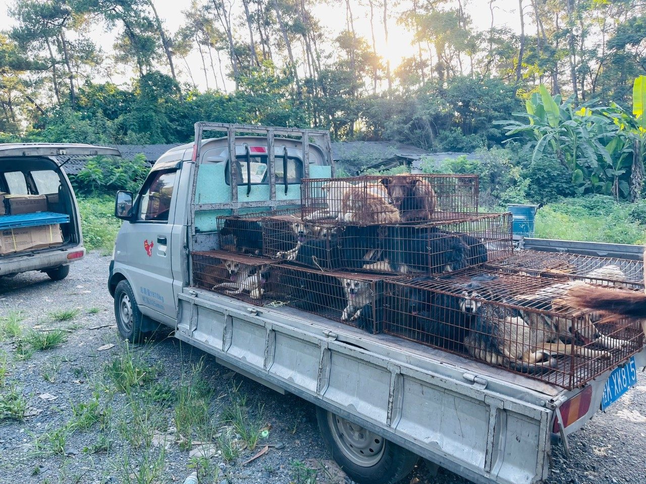Il camion da cui sono stati sottratti e portati in salvo 13 cani. Yulin 2021. (credits: APA Action Project Animal Davide Acito)