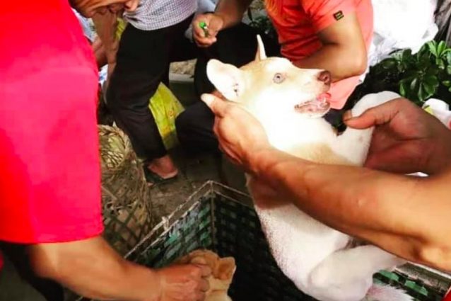 Un cucciolo di cane nelle mani dei macellai che stanno per ucciderlo. Yulin 2021 (crdits:APA Action Project Animal Davide Acito)