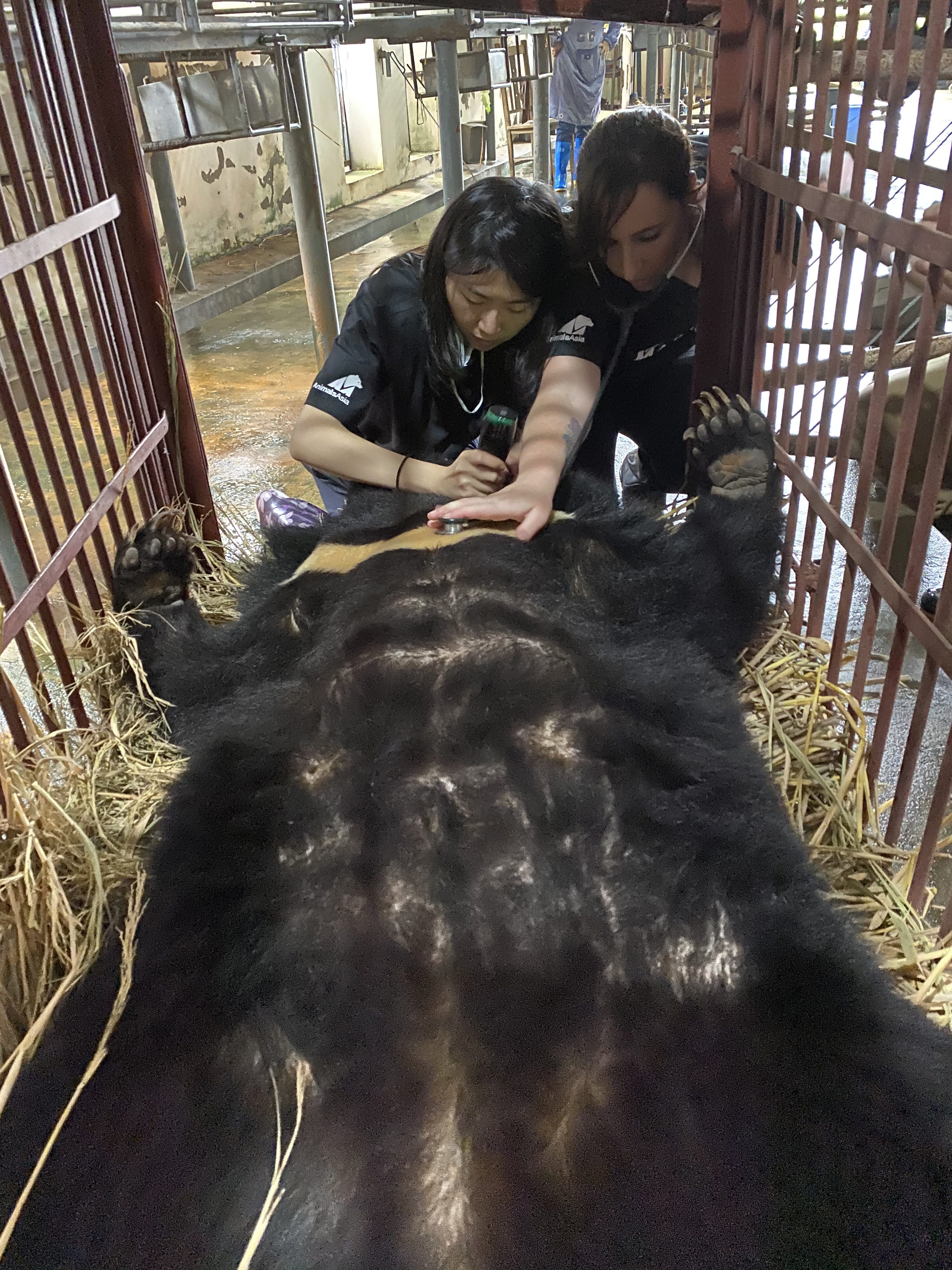 I veterinari di Animals Asia al lavoro per il benessere degli orsi (credits@Animalsasia)