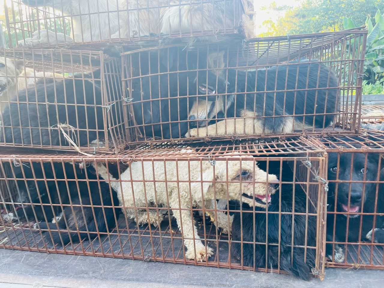 Cani ammassati dentro le gabbia in attesa della vendita e della morte. Yulin 2021. (credits: attivisti cinesi)