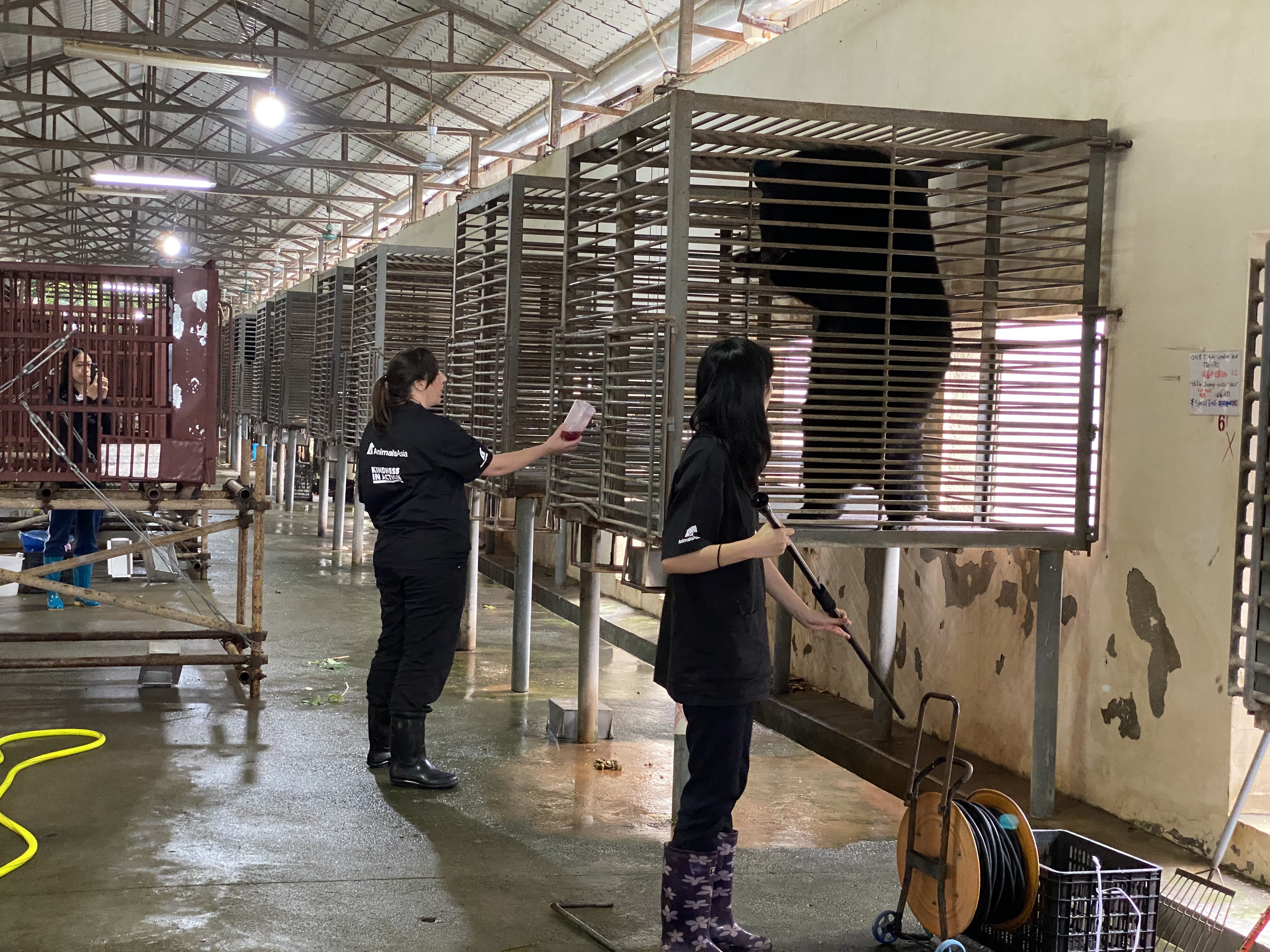 Orsi della luna in attesa del trasferimento dal sun al nord del paese (credits@AnimalsAsia)