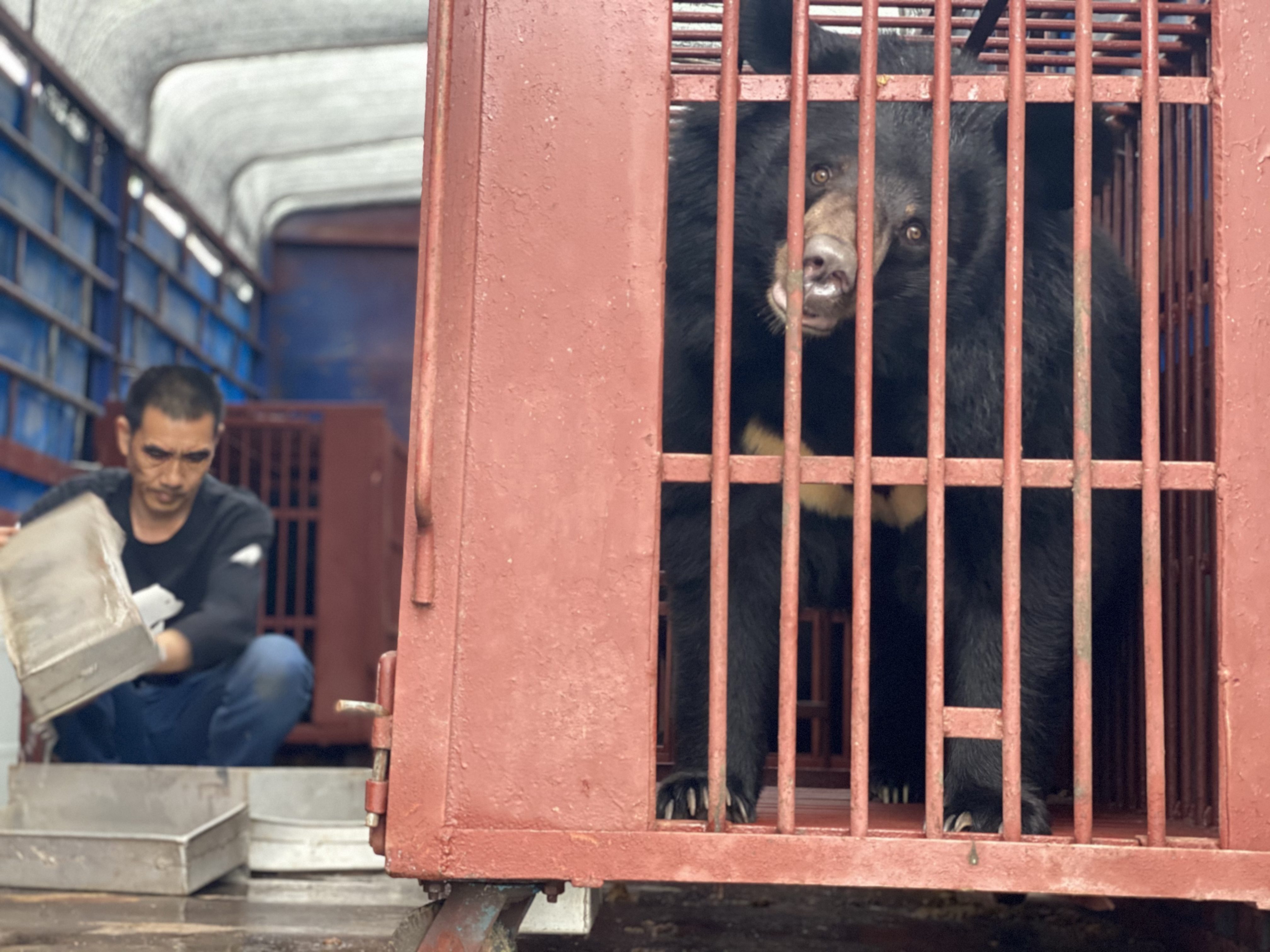 L’orsa della luna Serena, nella sua gabbia da trasporto verso il santuario (credits:@AnimalsAsia)