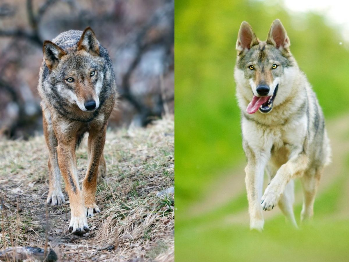 Differenza Tra Lupo E Lupo Cecoslovacco