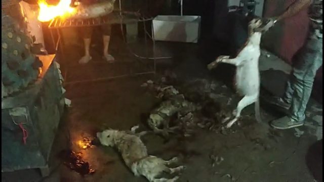 Immagini drammatiche di cani uccisi durante il festival di Yulin del 2018 (credits:@HSI)