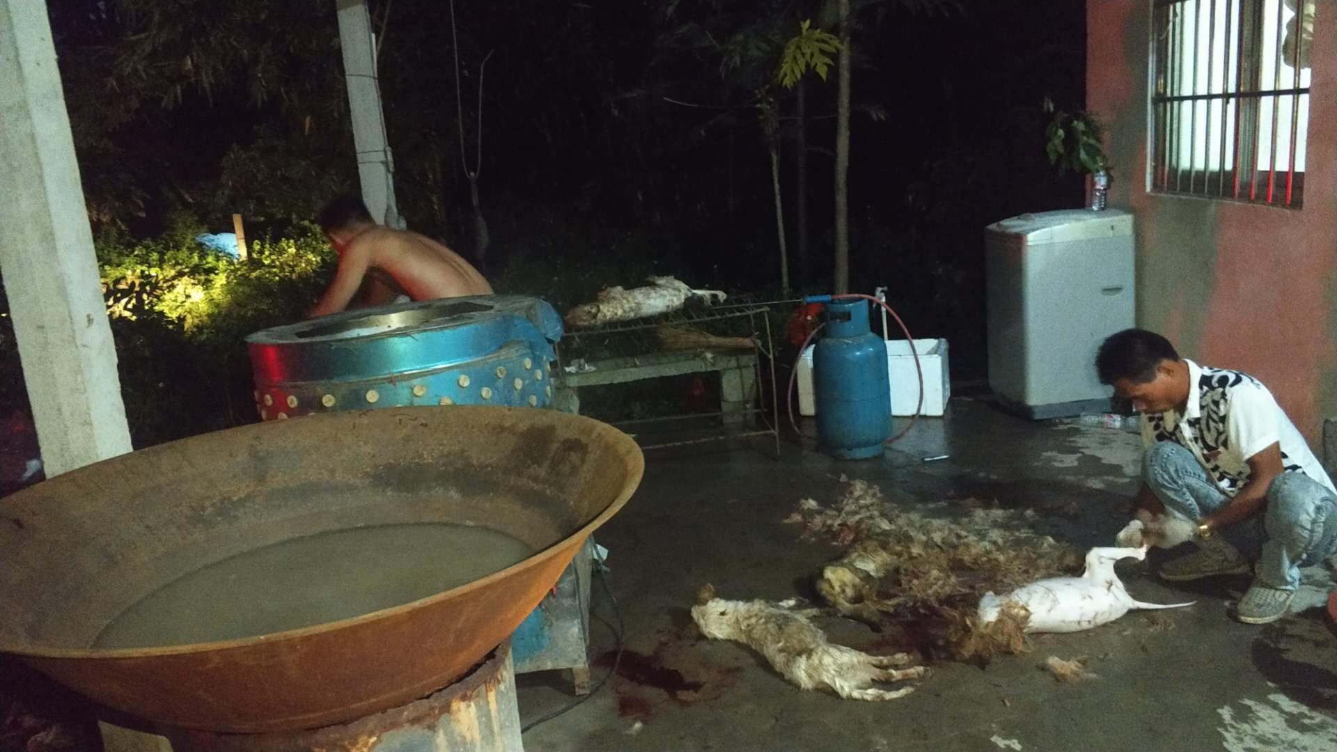 Immagini scattate al Festival di Yulin del 20\8 da attivisti di HSI (credits:@HSI)