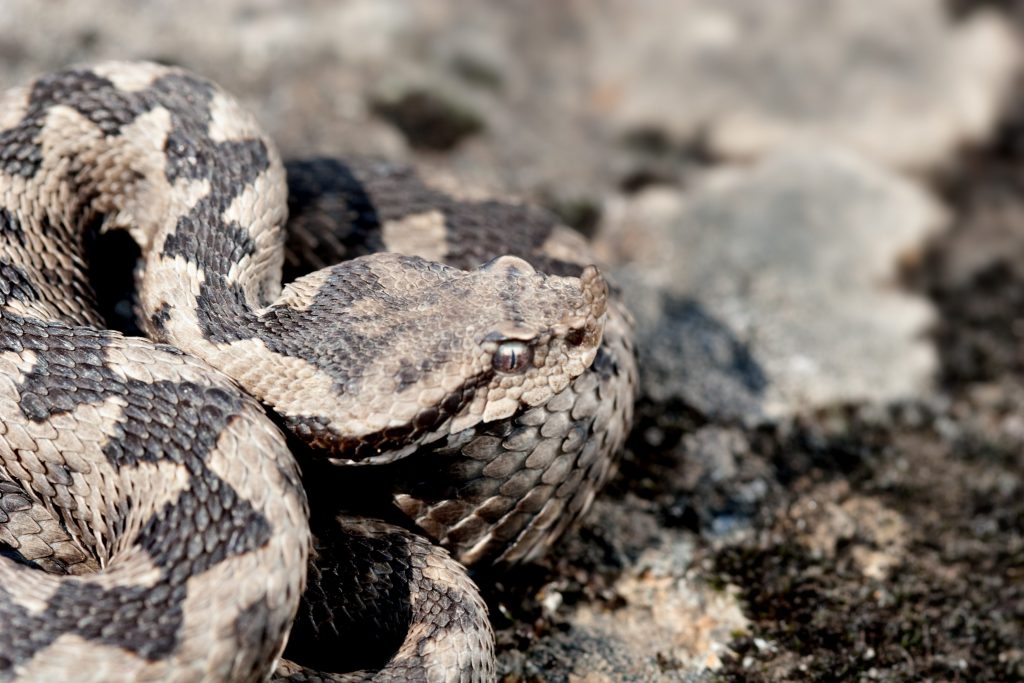 In questa vipera dal corno (Vipera ammodytes) sono ben evidenti le squame carenate, la pupilla verticale e la parte superiore del capo formato da tante piccole squame