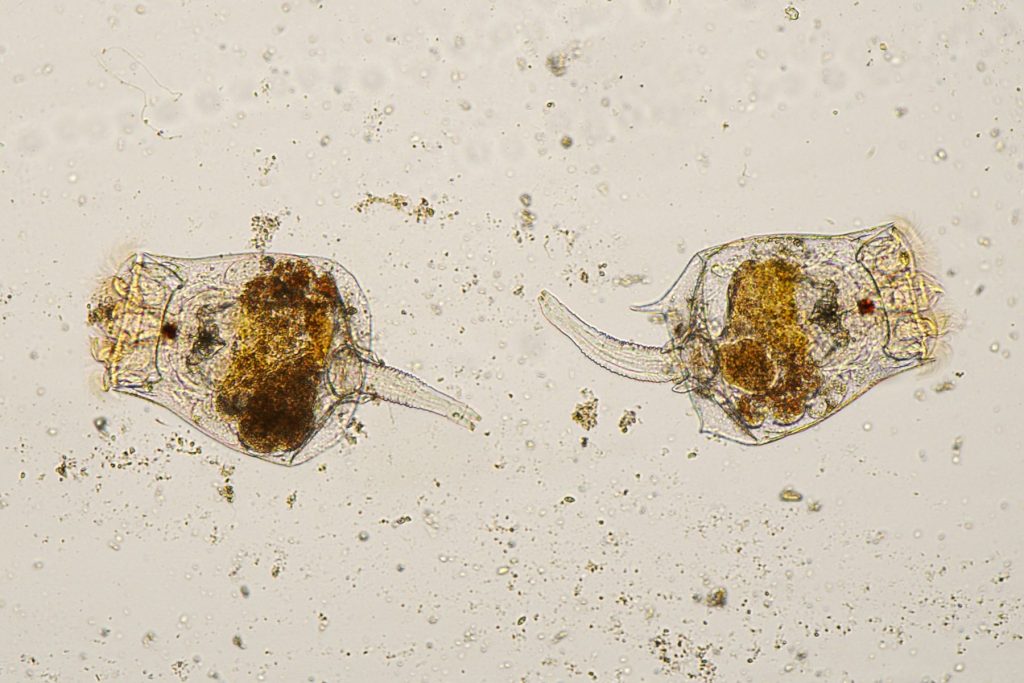 Due rotiferi osservati al microscopio