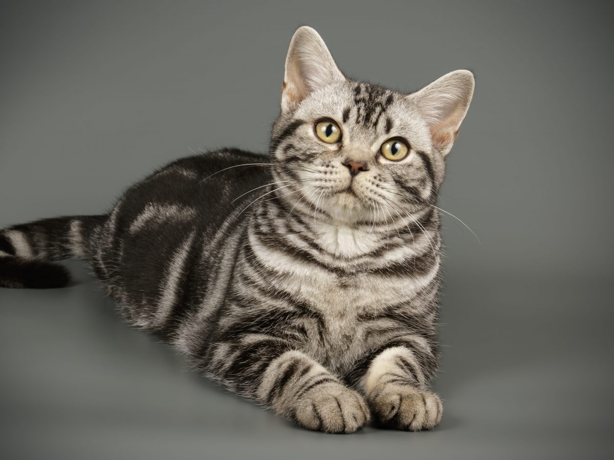 razze di gatto a pelo corto