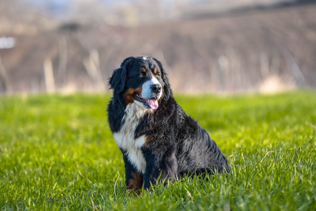 Caroline's Treasures Bandiera Da Casa Con Bovaro Del Bernese "Luca" - Tela Pesante, Grandi Dimensioni, Multicolore