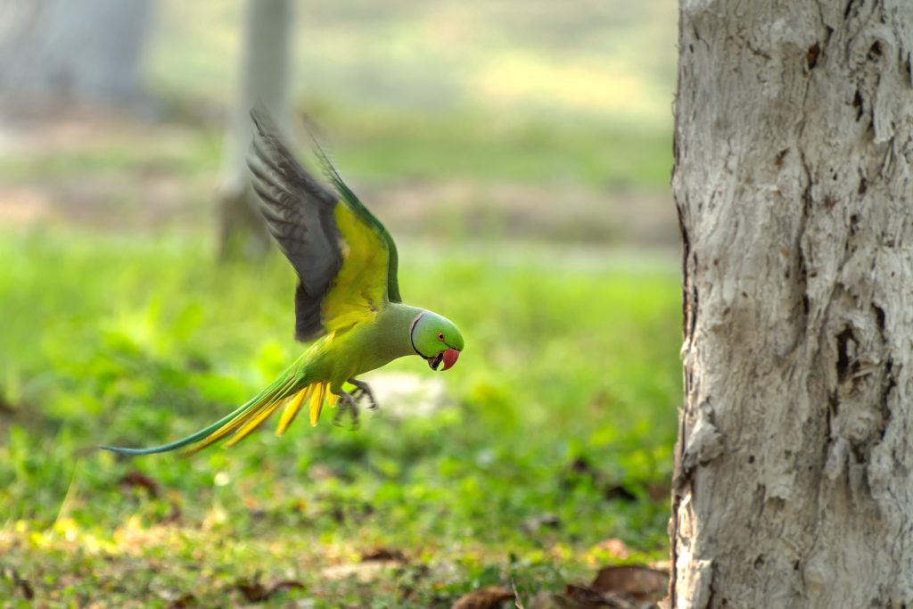Parrocchetto dal collare, altra specie aliena ormai abbondante in parchi e giardini di diverse città italiane