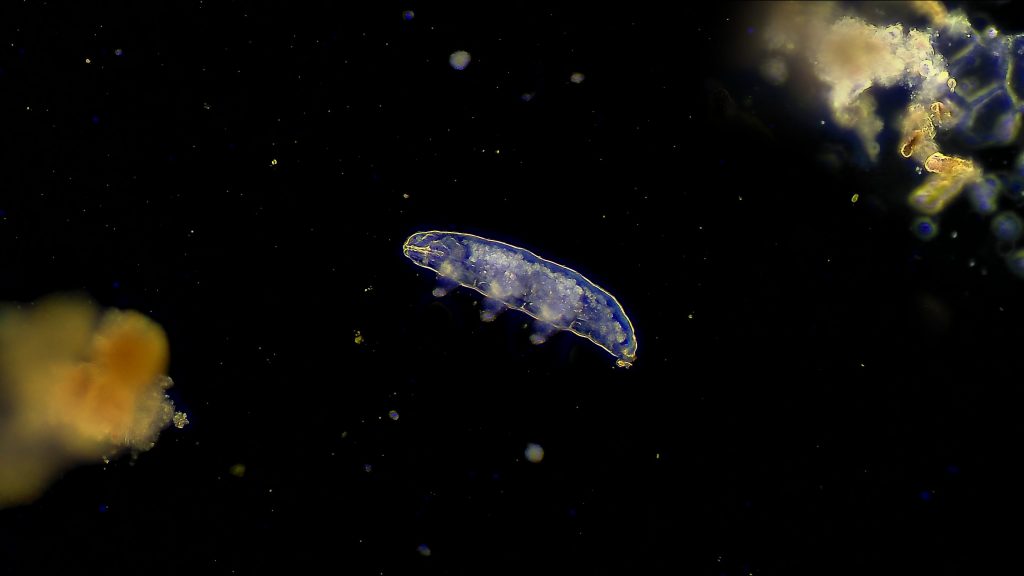 Come appare un tardigrado al microscopio