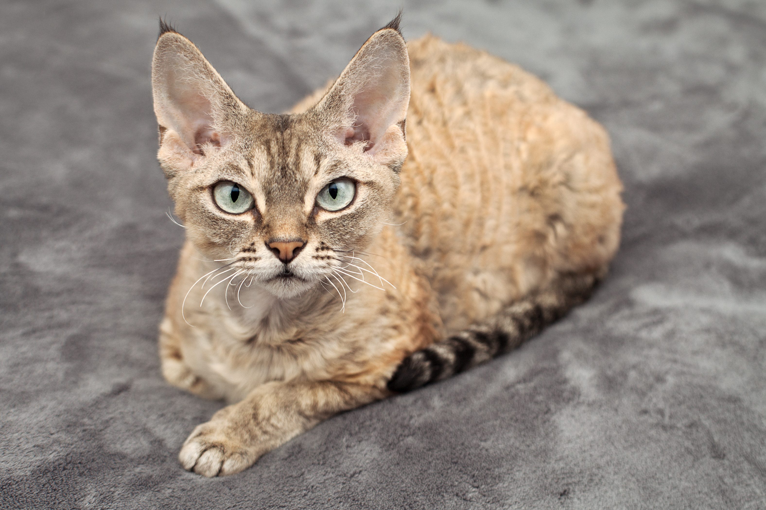 Devon Rex Il Folletto Riccioluto