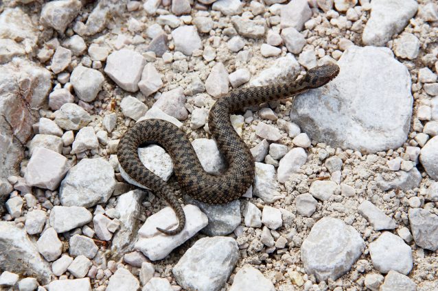 Come Distinguere I Serpenti Velenosi Da Quelli Innocui