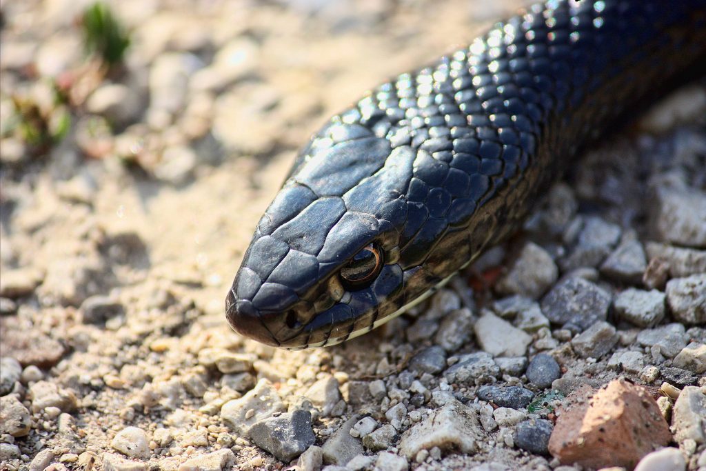 Dettaglio del capo di un biacco (Hierophis viridiflavus), dove si notano la squame grosse e piatte del capo e la pupilla tonda dell’occhio