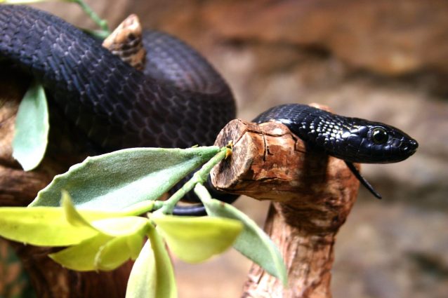 mamba nero