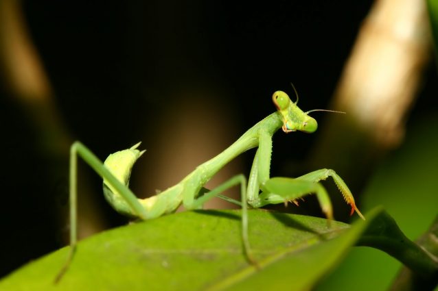 mantide religiosa