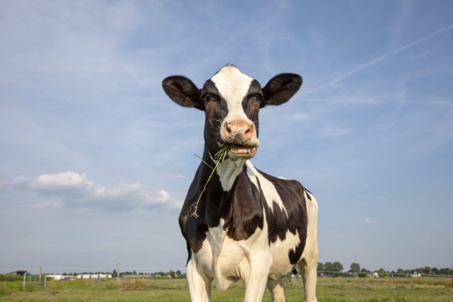 mucca
