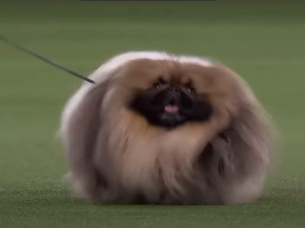 Il Cane Più Bello Del Mondo 2021