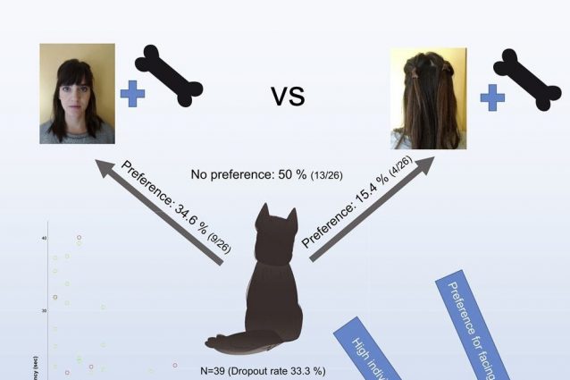 ©Bolló, H., Kiss, O., Kis, A., & Topál, J. (2021). The implicit reward value of the owner’s face for dogs. iScience, 102763.