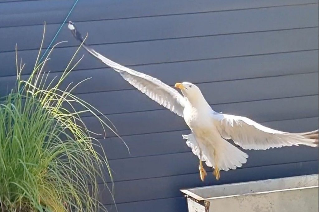 Di nuovo in volo