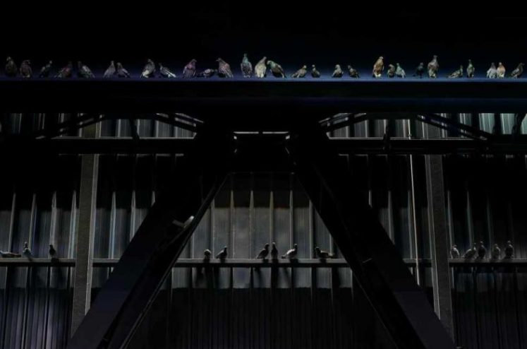 I piccioni imbalsamati di Maurizio Cattelan a Milano in questi giorni