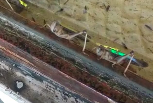 L’installazione di cavallette vive a Botanica Temporanea a Firenze (credits:@LNDC)
