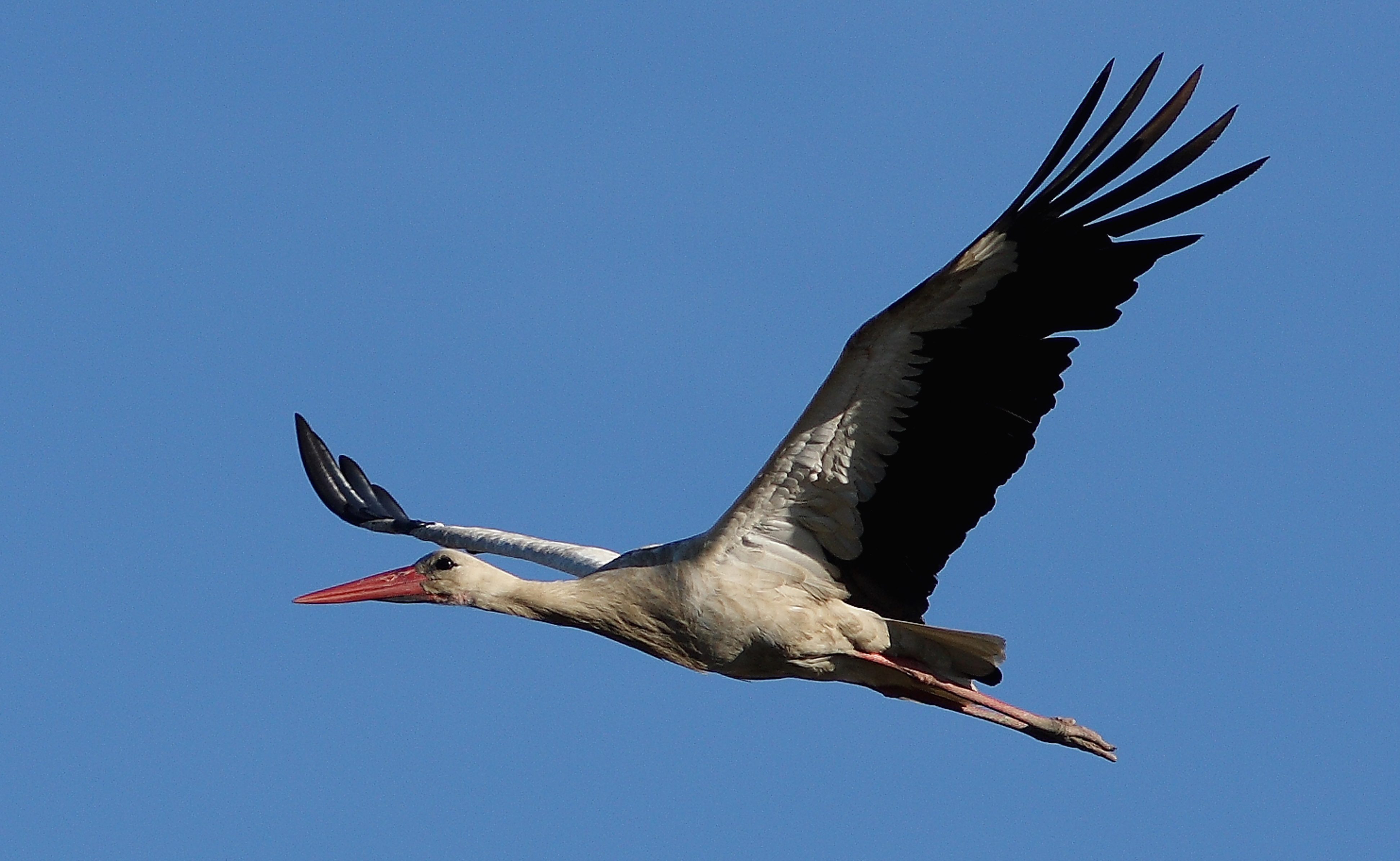 In volo (credits:@FabioCilea)