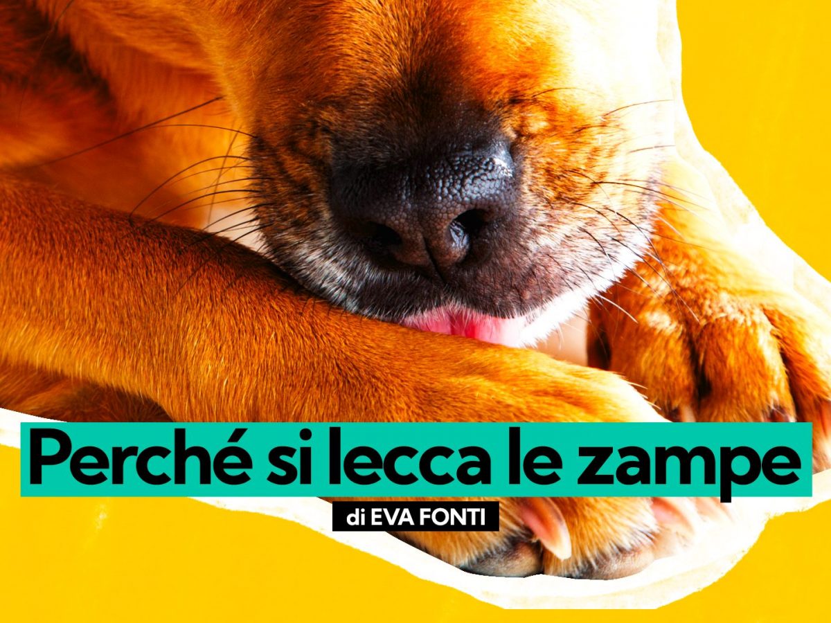 Perché il cane si lecca le zampe?