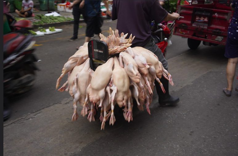 Un wet market orientale (credits:AnimalEquality Italia)