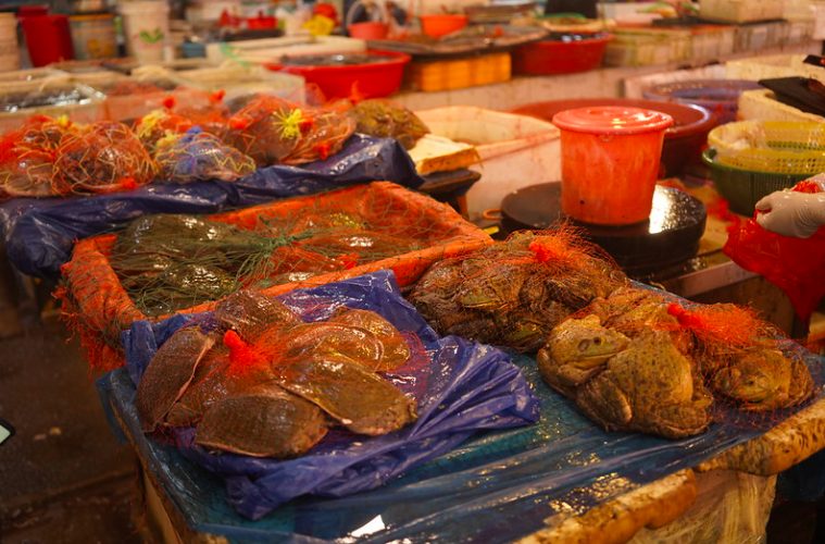 Animali esposti ancora vivi in un wet market orientale (credits:AnimalEqualityItalia)