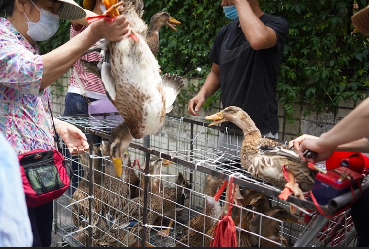 Animali esposti e venduti ancora vivi in un wet market orientale (credits:AnimalEqualityItalia)