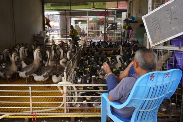 Un wet market (credits:Animal Equality Italia)