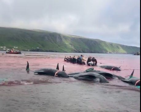 Un altro momento della mattanza delle balene nelle riprese di Sea Shepherd diffuse in streaming (credits:@SeaSheperd)