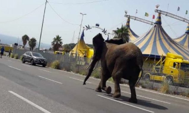 L’elefante in fuga a Messina (foto da Facebook)