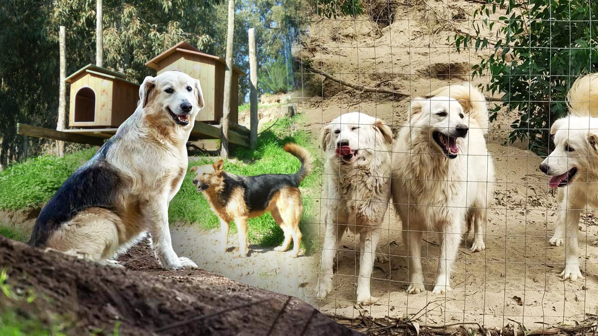 Il Villaggio Dei Randagi Un Rifugio Per I Cani Abbandonati Che 