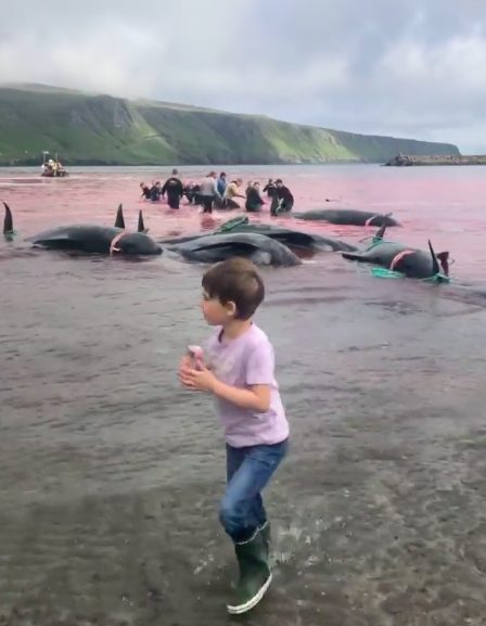 Un bimbo partecipa al Grindadrap alle Isole Faroe (credits:@SeaShepherd)