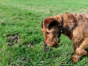 perché i cani scavano buche