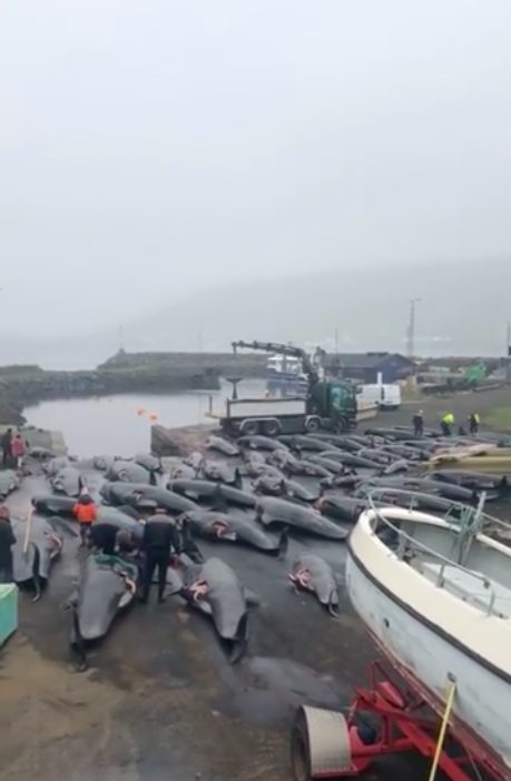 le carcasse delle balene uccise sulla spiaggia. Le immagini sono state realizzate da Sea Shepherd e diffuse in diretta streaming
