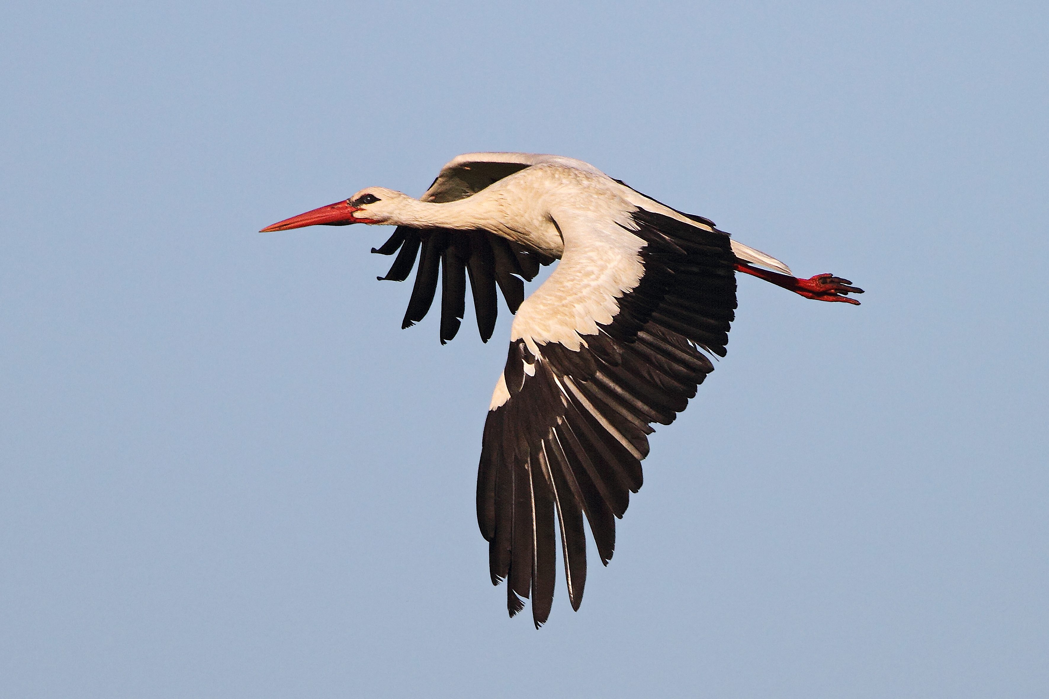 In volo (credits:LuigiSebastiani per Lipu)