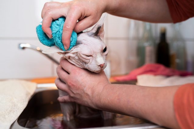 come lavare lo sphynx