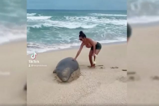 foca-monaca-hawaii