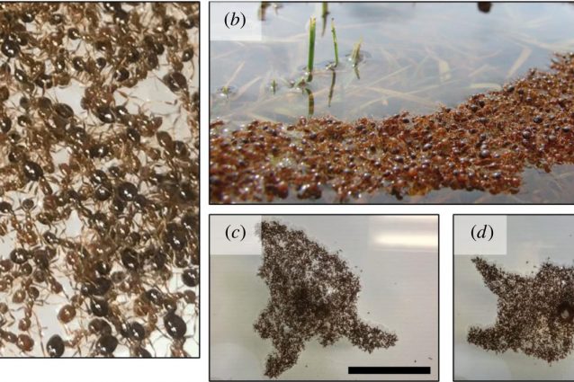 ©Journal of The Royal Society Interface (2021). DOI: 10.1098/rsif.2021.0213
