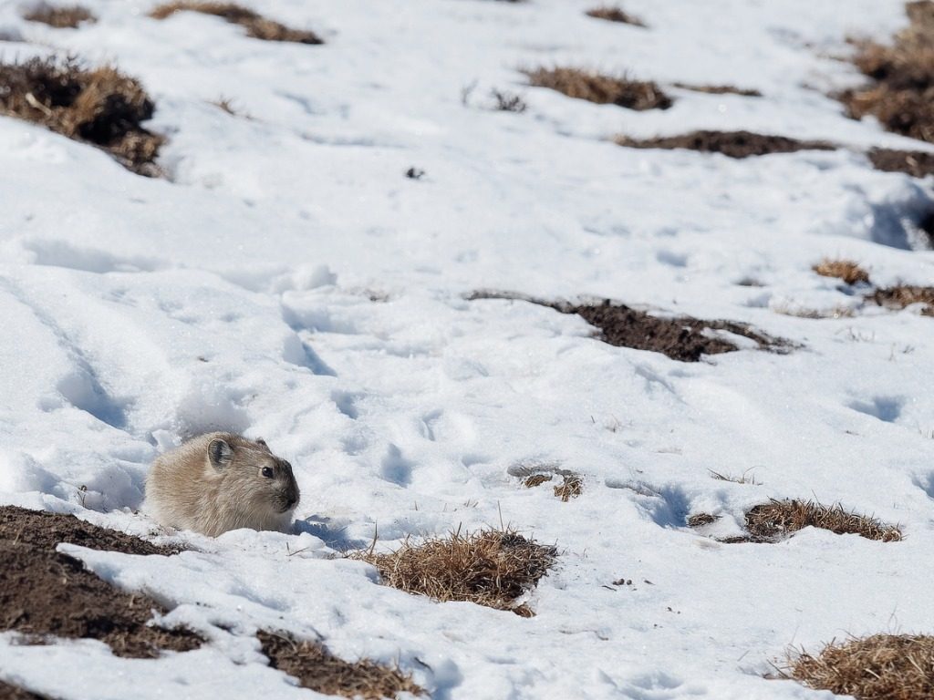 Gli inverni in Tibet sono particolarmente estremi, i pika dell’altopiano (Ochotona curzoniae), però, riescono a superarli grazie a un metabolismo rallentato e a una nuova risorsa alimentare