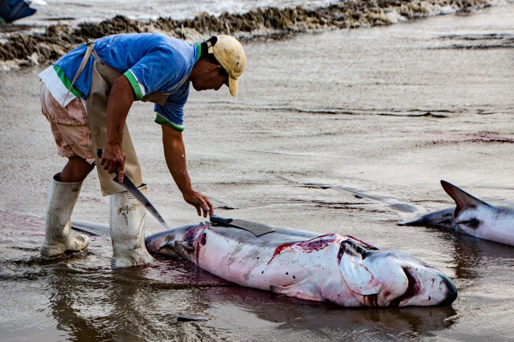 Un uomo in Ecuador taglia le pinne a uno squalo morto